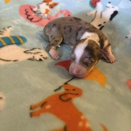 Girl 1 - Dapple female Dachshund puppy in Ocala, Florida from Harvin’s Weenie Gang