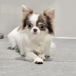 Paris - Chihuahua