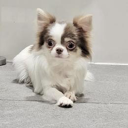 Paris - Chihuahua