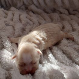 Shih Tzu Puppies from N.F.S.T Imperial ShihTzu Puppies.