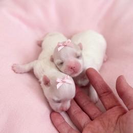Kora - White female Maltese puppy in Mc Kinney, Texas from Made to Love Maltese LLC