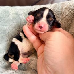 Sprinkle - Tri-color female Cavalier King Charles Spaniel puppy in De Soto, Missouri from Blooming Cavaliers