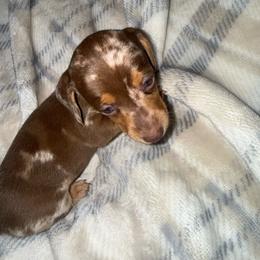 Dapple female - Dapple female Dachshund puppy in Woodward, Oklahoma from Wiener Dreams Dachshunds