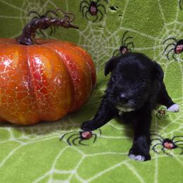 Macaroni - Black male Miniature Schnauzer puppy in Allison, Iowa from Firefly Stables