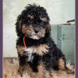 Bates - Black and tan male Cockapoo puppy in Connersville, Indiana from Deaz Doodle Ranch