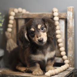 Dachshund Puppies from Dirt Road Doxies