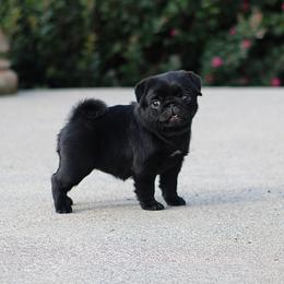 Nyx - Pug