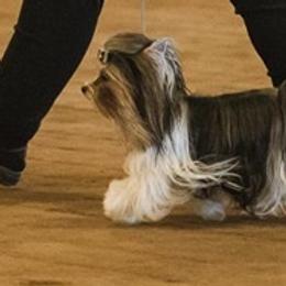 Biewer Terrier and Poodle All Grown Up from Eaglehill-South Miniature Poodles/Classic Biewer Terriers