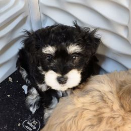 Tucker - Black male Maltipoo puppy in Sidney, Maine from Snow Pond Farm