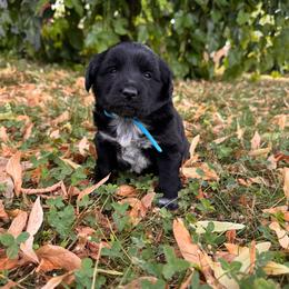 Volcom - male Sporty Mix puppy in Richland, Michigan from Seay's Sporty Mixes