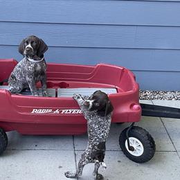 German Shorthaired Pointer puppies from Farrook GSP's
