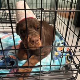 Elana - Red and rust female Doberman Pinscher puppy in Bruce Township, Michigan from Eminent Dobermans