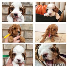 Cavapoo and Poodle Puppies from Salt Creek Doodles