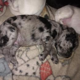 Apoc - Blue merle male Aussiedoodle puppy in New Philadelphia, Ohio from Oldtown Doodles
