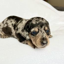 Boy 2 - Dapple male Dachshund puppy in Hollidaysburg, Pennsylvania from Weenie Bros