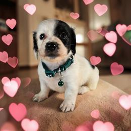 Snoopy - Piebald male Dachshund puppy in Alvin, Texas from Cosson's Dachshunds of Alvin