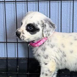 Dawn Long Coat Dalmatian - White and black female Dalmatian puppy in Sedalia, Missouri from Missouri Dalmatians