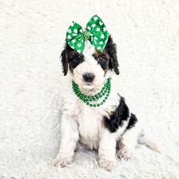 Scarlett - Black and white female Bernedoodle puppy in Gaylord, Michigan from Dog Mom Co. Doodles
