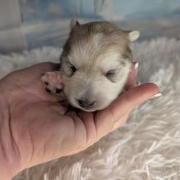 Teddy-2200 - Wolf sable male Pomsky puppy in Spring Hill, Florida from www.PuppyTimeEmporium.com