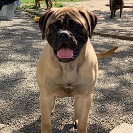 Dollie - Bullmastiff