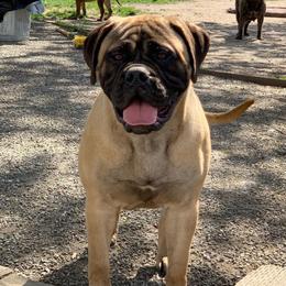 Dollie - Bullmastiff