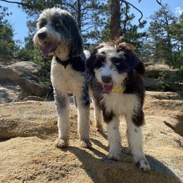 Aussiedoodle and Australian Shepherd Puppies from Junipersdoodles