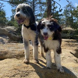 Aussiedoodle and Australian Shepherd Puppies from Junipersdoodles