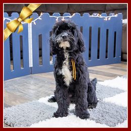 Roman - Black male Cockapoo puppy in Connersville, Indiana from Deaz Doodle Ranch