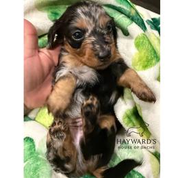 Colt - Dapple male Dachshund puppy in Robinson, Texas from Hayward's House of Dach's