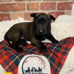 Belgian Malinois Puppies from Red Acres Working Line K9s