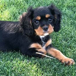 Cavalier King Charles Spaniels from Cavaliers At Elk Run