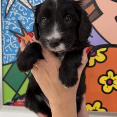 Double Doodle Puppies from Doodle lovers