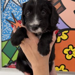 Double Doodle Puppies from Doodle lovers