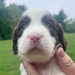 Pink collar - White and liver female English Springer Spaniel puppy in Sterling, Michigan from Springerdoodles In MI