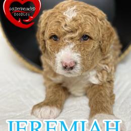 Jeremiah - Apricot male Goldendoodle puppy in Yerington, Nevada from GoldenHearted Doodles