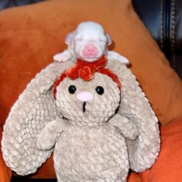 Derek - White male Maltese puppy in Homestead, Florida from Princess’s Maltese Palace