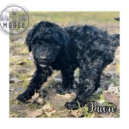 Pawn - Black female Bernedoodle puppy in Belleville, Michigan from Moose Tracks Bernedoodles