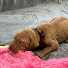 Brown Boy - Red golden male Vizsla puppy in Foley, Alabama from Paula's South Bama Vizslas