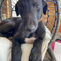Greyhound Puppies from Trapple's Custom K-9's