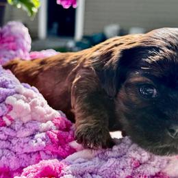 Betty - Brindle female Cavatzu puppy in Saint Paul, Minnesota from Amy’s Puppy Tzu