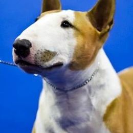 Bull Terrier and Staffordshire Bull Terrier All Grown Up from Courstaff Staffords