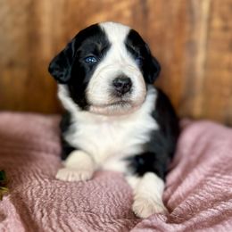 Holly - Black tri female Miniature Australian Shepherd puppy in Tonasket, Washington from V5 Aussies