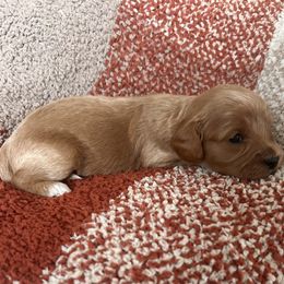 Cavapoo Puppies from Coles Cavapoo’s