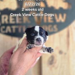 Girl 1 - Blue female Australian Cattle Dog puppy in Monroe, North Carolina from Creek View Cattle Dogs