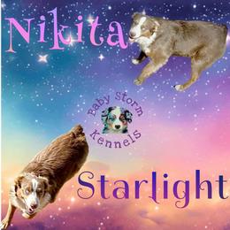 Nikita - Miniature Australian Shepherd