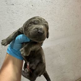Boy 4 - Gray Newfoundland puppy in Tully, New York from Bear Paw Newfoundlands