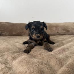 Bonnie - Black and tan female Yorkshire Terrier puppy in Elk Ridge, Utah from Janita's Yorkshire Terriers