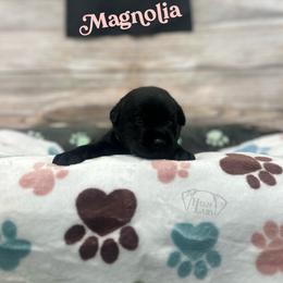 Magnolia - Black female Dilute Retriever puppy in Forest City, Iowa from Helm Labs