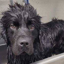 Newfoundlands from Mufasa's Pride (Newfoundland breeder)