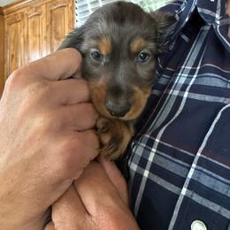 Big Boy - Fawn (isabella) and cream male Dachshund puppy in Glendale, Arizona from Collier Dachshunds